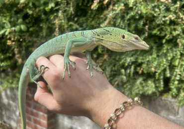 Varanus Prasinus PAIR (Emerald/Green Tree monitors).