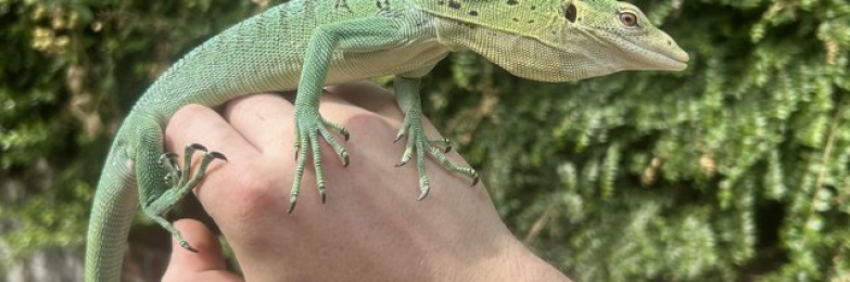 Varanus Prasinus PAIR (Emerald/Green Tree monitors).