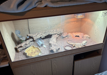 Beard Dragon (Fearless)