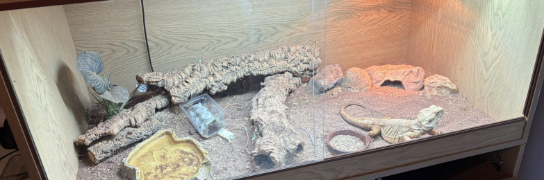 Beard Dragon (Fearless)