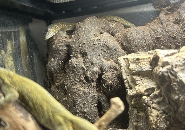Bauers chameleon gecko trio