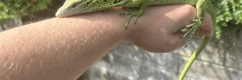 Varanus Reisengeri PAIR (Yellow Tree Monitors)