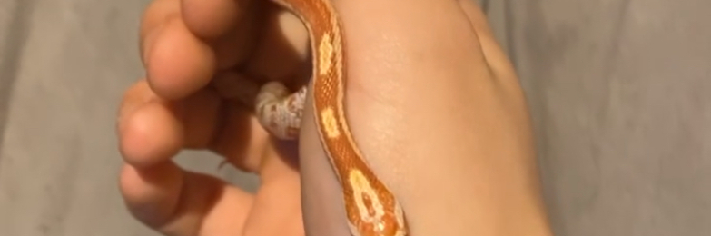 female cornsnake