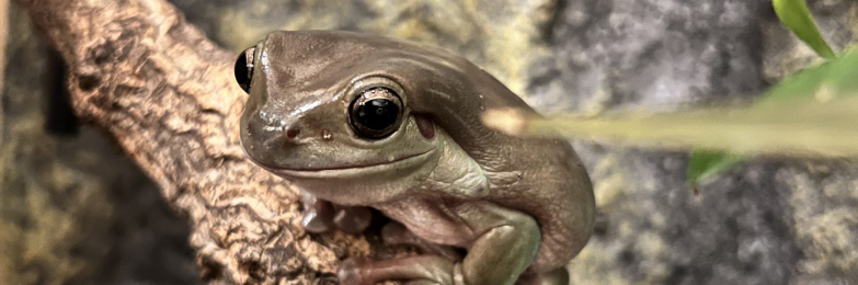 3 White’s Tree Frogs