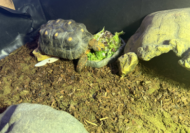 Red foot Tortoise 6 years old