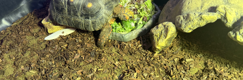 Red foot Tortoise 6 years old