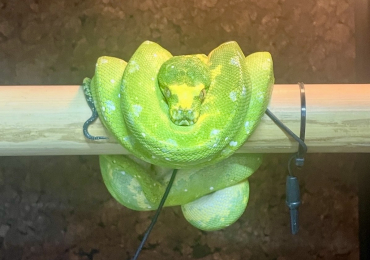 Female Biak Green Tree Python