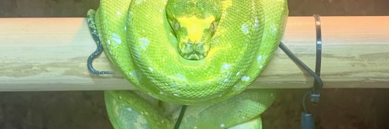 Female Biak Green Tree Python