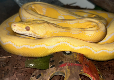 Lavender Albino Platinum Sunfire Dwarf Reticulated Python