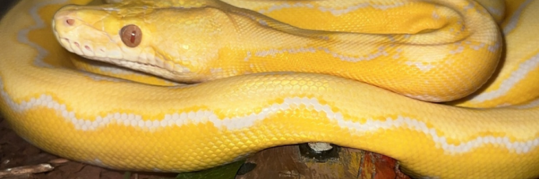 Lavender Albino Platinum Sunfire Dwarf Reticulated Python