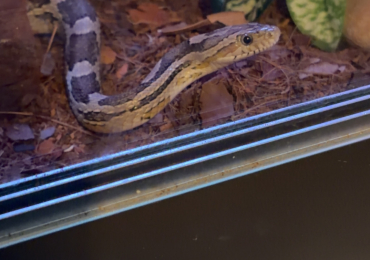 REHOMING MY CORN SNAKE