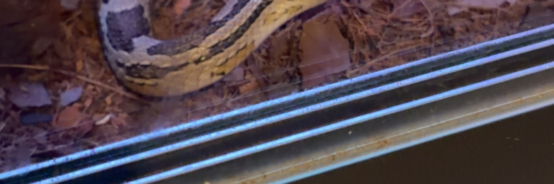 REHOMING MY CORN SNAKE