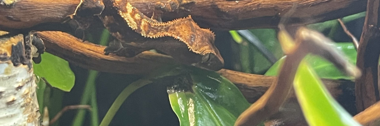 Crested Gecko babies for sale