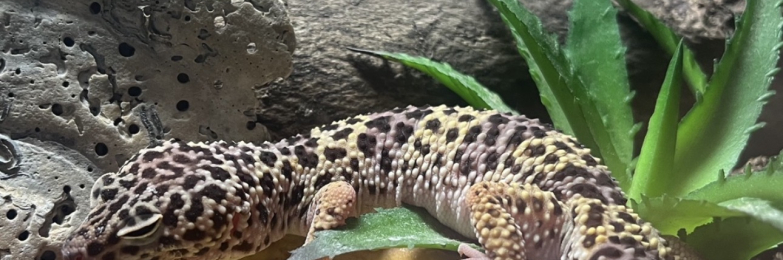 (ENCLOSURE INCLUDED) Female Leopard Gecko