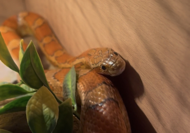 (ENCLOSURE INCLUDED) Male Corn Snake