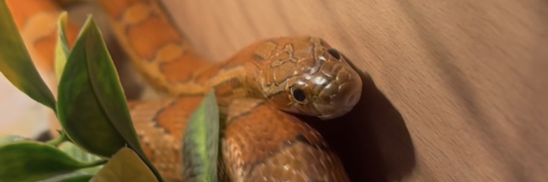 (ENCLOSURE INCLUDED) Male Corn Snake