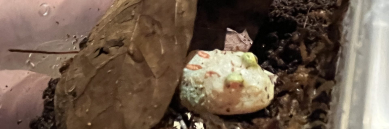 Baby Pac-Man froglet