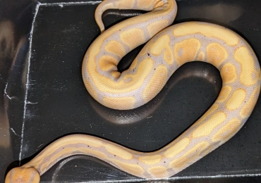 Various Royal Python’s Available
