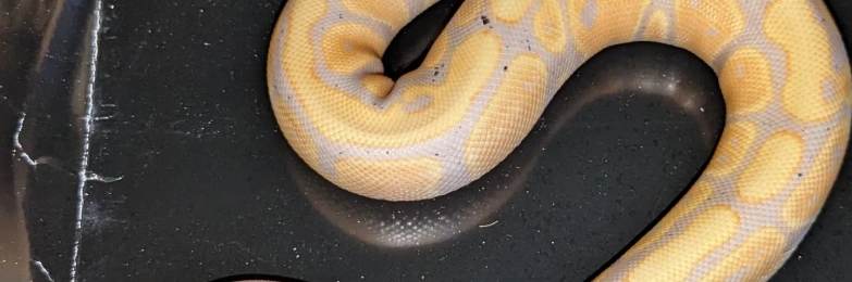Various Royal Python’s Available