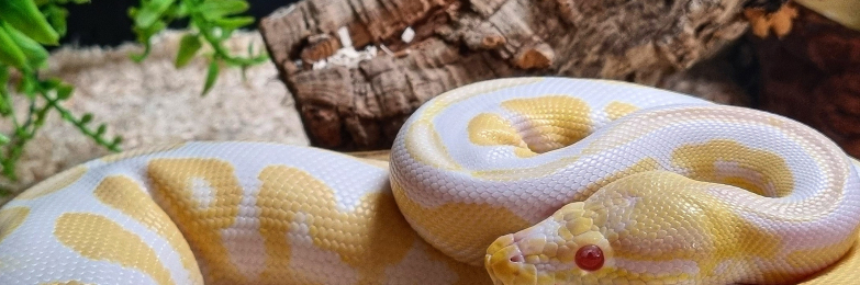 OMG Super Cute Albino Royal Python