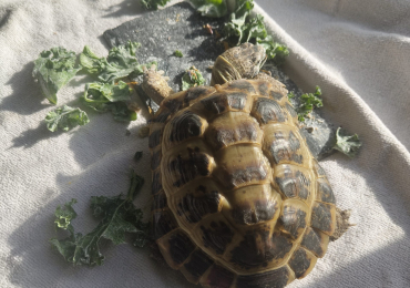 14 year old horsefield tortoise with enclosure & accessories