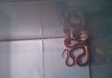 Male White-sided Black Rat Snake For Sale in Manchester