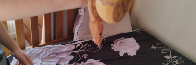 Boa constrictors and royal python