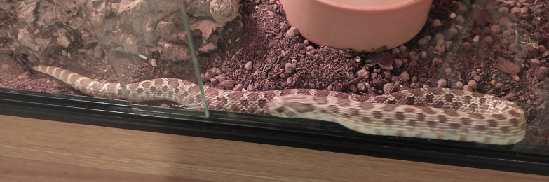 Adult male hognose with full set up