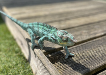 Ambilobe Panther Chameleons