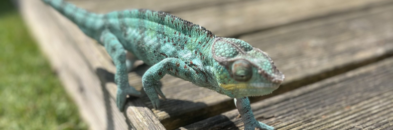 Ambilobe Panther Chameleons