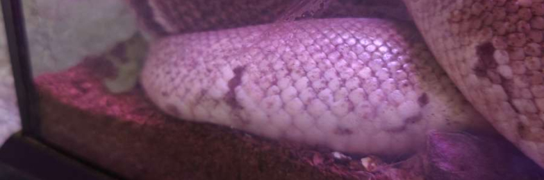 Royal python (ball pythons)