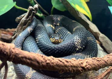 Russian rat snake complete with bio-active viv