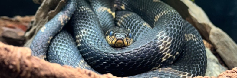 Russian rat snake complete with bio-active viv