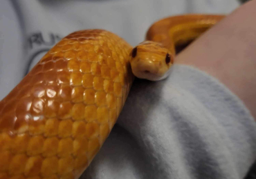 Corn Snake for Sale