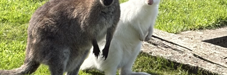 Bennett’s wallabies