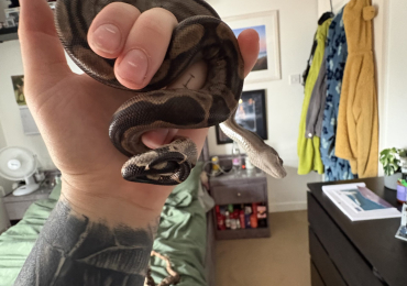 Motley 100% Het RDR BEA Nic T+CA Boa And full Viv set up