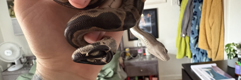 Motley 100% Het RDR BEA Nic T+CA Boa And full Viv set up