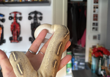 Phantom Freeway Royal Python