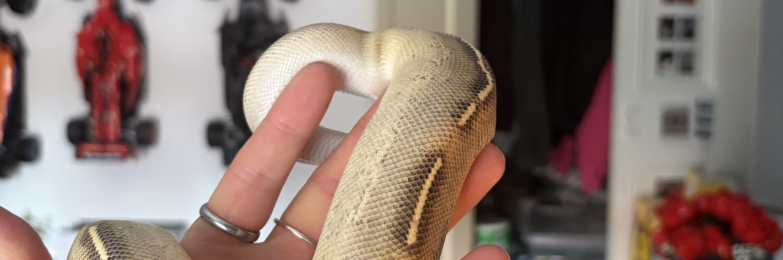 Phantom Freeway Royal Python