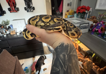 Normal het Clown 66% het Hypo Royal Python Full viv set up