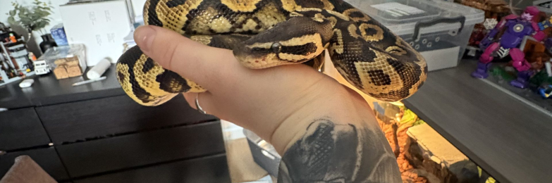 Normal het Clown 66% het Hypo Royal Python Full viv set up