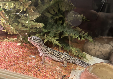 Male Leopard Gecko & Vivarium set up