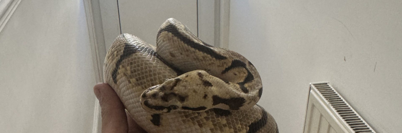 3 royal pythons for sale