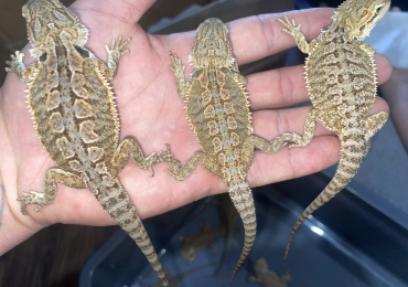 Bearded dragons 8 week old