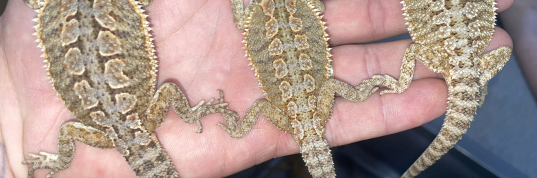 Bearded dragons 8 week old