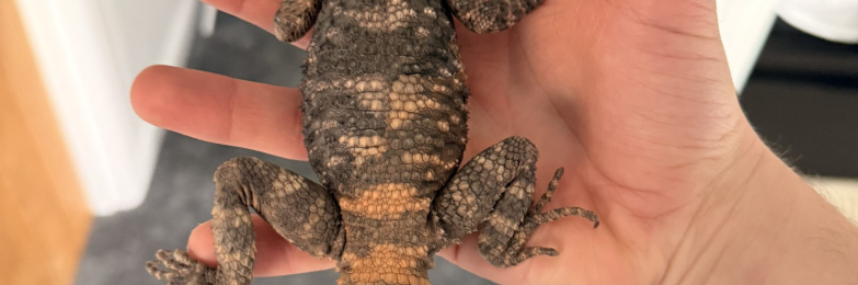 painted agama for sale