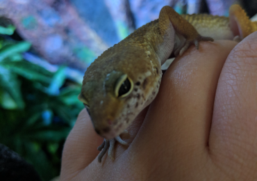 Two leopard geckos
