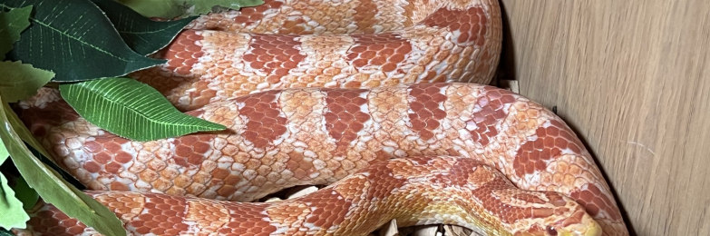 Corn snake full set up