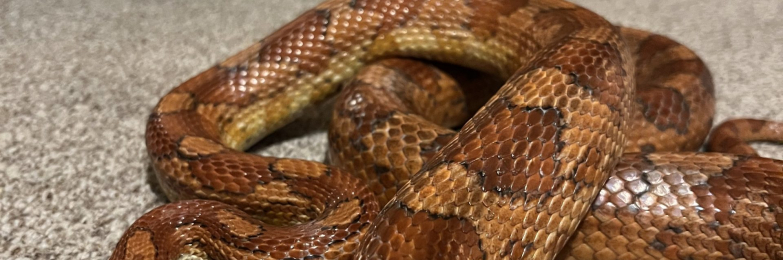 Corn Snake
