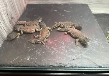 Uromastyx nigraventris